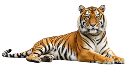 Selbstklebende Fototapeten Tiger Isolated tiger resting in studio looking towards camera, animal striped predator, cat, Bengal feline  © Maelle