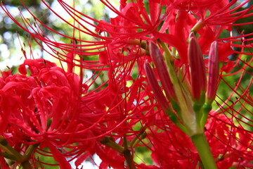 Vivid Crimson Spider Lily Close-up