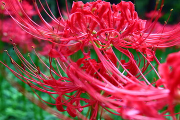 Vivid Crimson Spider Lily Close-up