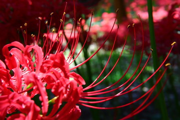 Vivid Crimson Spider Lily Close-up