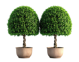 Two topiary trees in pots, vibrant green foliage, intertwined trunks