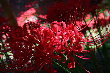 Vivid Crimson Spider Lily Close-up