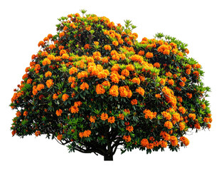 Dense, vibrant orange flower bush