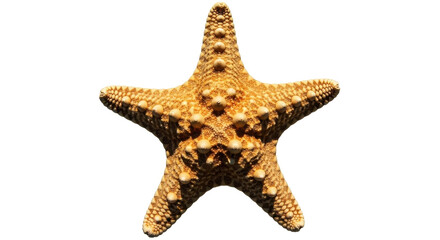 Isolated orange starfish against plain backdrop; marine biology, ocean life, summer fun, nature