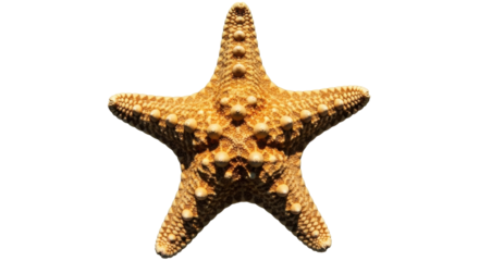 Isolated orange starfish against plain backdrop; marine biology, ocean life, summer fun, nature