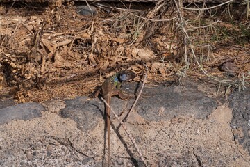 Wild Canary Islands lizard, Gallotia galloti, with bright green and blue scales basking on volcanic ground. Exotic reptile species in natural environment. Wildlife and nature concept.