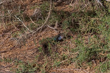 Wild Canary Islands lizard, Gallotia galloti, with bright green and blue scales basking on volcanic ground. Exotic reptile species in natural environment. Wildlife and nature concept.