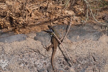 Wild Canary Islands lizard, Gallotia galloti, with bright green and blue scales basking on volcanic ground. Exotic reptile species in natural environment. Wildlife and nature concept.