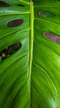 Close-up of a vibrant green leaf with intricate holes