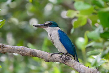 Collared Kingfisher on the branch