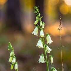 Fototapeta premium Close-up of delicate white flowers, soft bokeh background