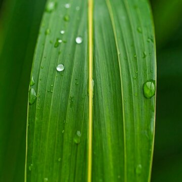 Close-up of a vibrant green leaf with water droplets (1)