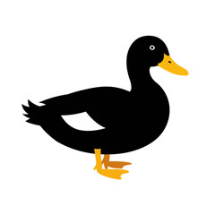 duck on a white background