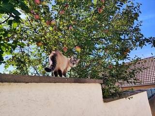 Alley cat walking on a wall near an apple tree