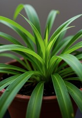Obraz premium Spider plant in a brown pot close up with long green leaves against a blurred background