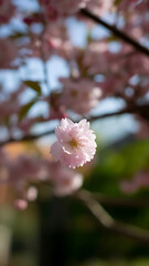 Fototapeta premium The photograph captures a delicate pink cherry blossom petal falling against a blurred background, showcasing its intricate details and subtle color gradations, evoking a sense of tranquility.