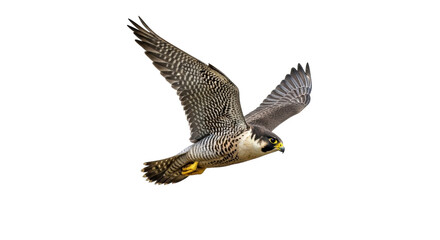 Isolated Peregrine Falcon soars with open wings during flight, a portrait of wild agility