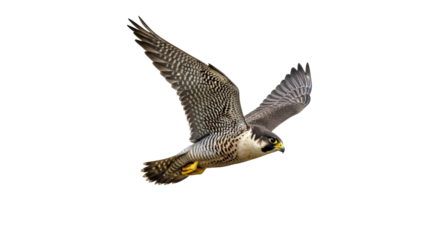 Isolated Peregrine Falcon soars with open wings during flight, a portrait of wild agility