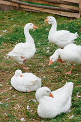 white geese in wooden paddock on green grass in farm in summer day