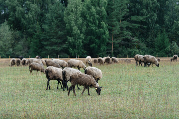 black and grey flock of sheep on green meadow on farm in summer, ear tags