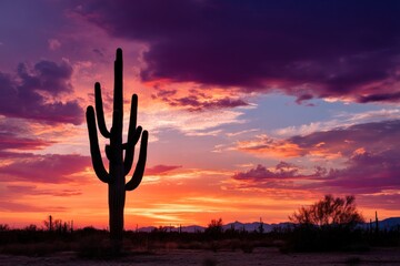 Desert sunset with saguaro cactus