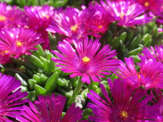 Zbliżenie na kwiaty rośliny z gatunku delosperma