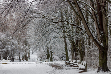 Winter landscape with path or road through forest.
