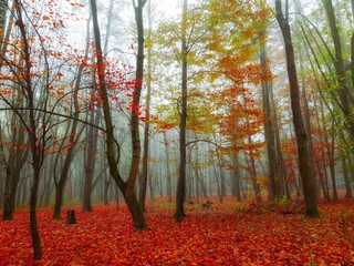 Magical foggy forest in the morning. Colorful woods. Autumn landscape with fallen red leaves. Mysterious place.