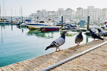 pigeon in the harbor