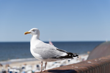 Möwe am Strand von Westerland auf der Insel Sylt