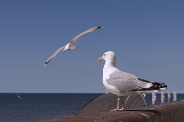 Möwen in Westerland / Sylt