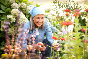 Senior woman pruning zinnia flowers with secateurs in garden