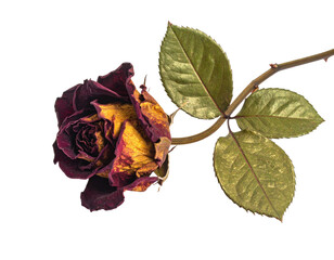 Wilted rose with faded petals and leaves
