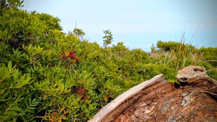 Beautiful seascape with green vegetation in the foreground. Calm summer day, harmony of nature and the sea. High quality photo
