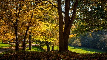 autumn in the forest
