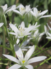 Zbliżenie na kwiat rośliny z gatunku ornithogalum umbellatum © Kumulugma