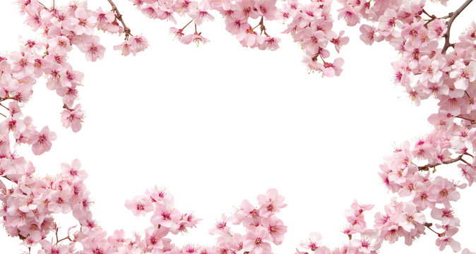 Beautiful frame of blooming cherry blossoms on transparent background