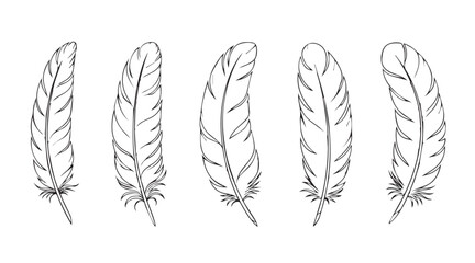 feather vector line art