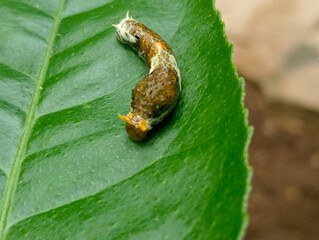 Larvae on a leaf. Close-up of a citrus swallowtail caterpillar (Papilio demoleus) on a green leaf. 