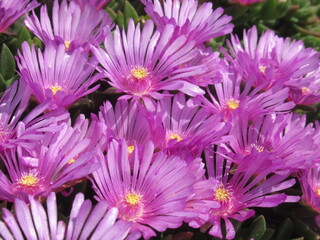 Zbliżenie na różowe kwiaty rośliny z gatunku delosperma © Kumulugma