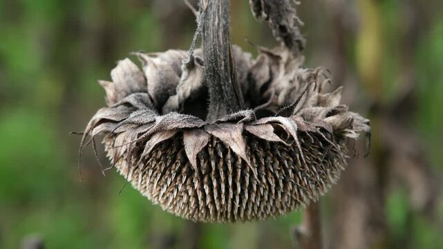 Verwelkte Sonnenblume an der Staude h&auml;ngend im Herbst, verbl&uuml;hte  Sonnenblumenbl&uuml;te