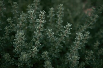 Fresh aromatic thyme herb thriving in a kitchen garden. Close-up shot with selective focus on green thyme sprigs. Culinary herb varieties including wild and garden thyme.