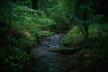 Obraz premium A narrow creek winds its way through thick woodland filled with lush greenery.