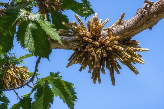 Natural shellac extracted from tree branches as a brush-on dye, food coating, and wood finish