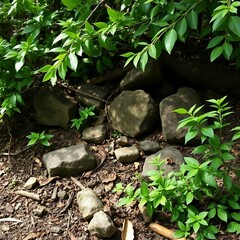 Vibrant green foliage shades earthy forest floor with stones