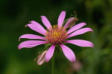 Obraz premium Antigonon leptopus supports a large community of beneficial insects to help control pest outbreaks through natural enemies like parasitoids and predators targeting fire caterpillars