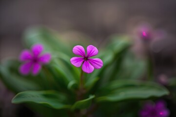 Close-up of a vibrant purple shamrock with a blurred backdrop, showcasing its delicate petals and natural elegance