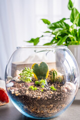 Completed terrarium with cacti, stones and decorative elements in a glass container. Concept of eco-friendly home decor, natural design and handcrafted botanical arrangement.