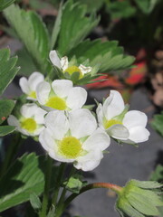 Zbliżenie na śnieżne kwiaty truskawki © Kumulugma