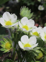 Zbliżenie na śnieżne kwiaty truskawki © Kumulugma